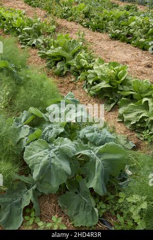 Campo agricolo di verdure invernali Foto Stock