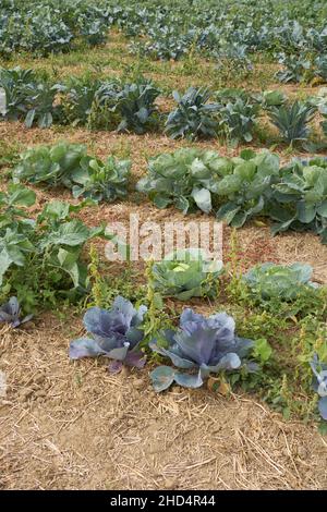 Campo agricolo di verdure invernali Foto Stock