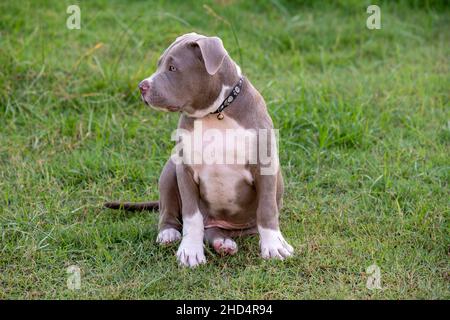 Cucciolo seduto sull'erba, cane cucciolo bully americano, divertente PET e carino Foto Stock