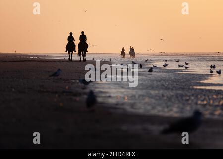 Basso angolo di tre silhouette a cavallo sulla spiaggia al tramonto a Nieuwpoort, Belgio Foto Stock