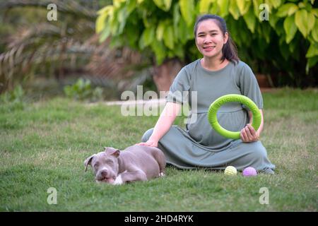 Cane mamma felice incinta giocando all'erba , cane cucciolo tagliato e divertente , cane bullo americano , cane cucciolo Foto Stock