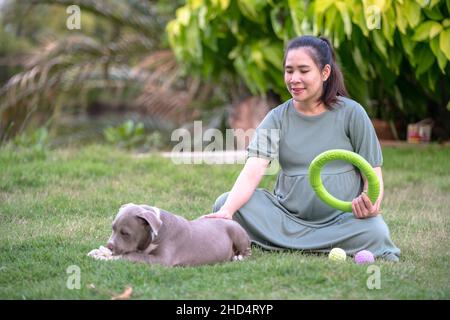 Cane mamma felice incinta giocando all'erba , cane cucciolo tagliato e divertente , cane bullo americano , cane cucciolo Foto Stock