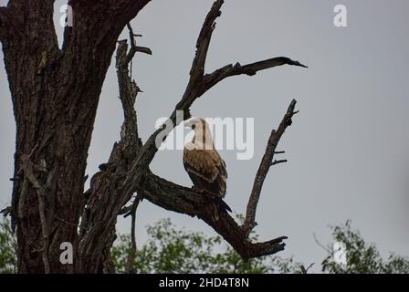 L'aquila sventola, l'Aquila rapace, grosso uccello di preda d'Africa, arroccato su un albero. Foto Stock