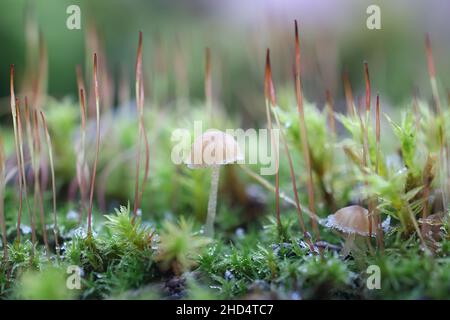 Micena clavata, chiamata anche Phloeomana clavata, comunemente nota come coched cofano, funghi selvatici dalla Finlandia Foto Stock