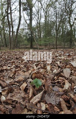 Il faggio Fagus sylvatica piantina coming up attraverso la figliata di foglia vicino Ponte Millyford New Forest National Park Hampshire England Regno Unito Foto Stock