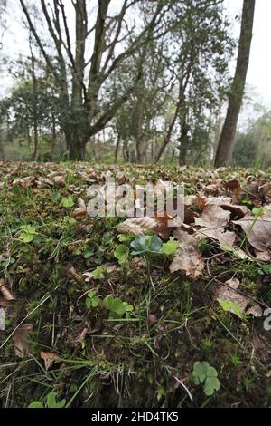 Il faggio Fagus sylvatica piantina coming up attraverso la figliata di foglia vicino Ponte Millyford New Forest National Park Hampshire England Regno Unito Foto Stock