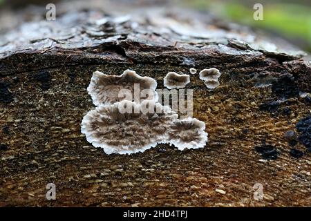 Stereum sanguinolentum, conosciuto come crosta sanguinante di conifere, fungo selvatico dalla Finlandia Foto Stock