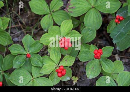 Bunchberry Cornus canadensis con bacche in bosco Fundy National Park New Brunswick Canada agosto 2016 Foto Stock