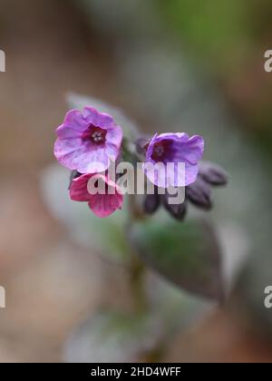 Pulmonaria Obscura, conosciuta come il lungwort o il lungwart di Suffolk, fiore selvatico dalla Finlandia Foto Stock