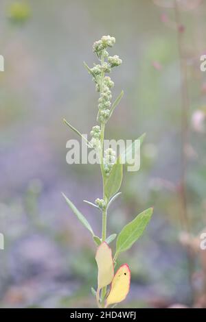 Album di Chenopodium, comunemente conosciuto come Fat Hen, Lambsquarts o Lateflowers goosefoot, pianta selvatica dalla Finlandia Foto Stock