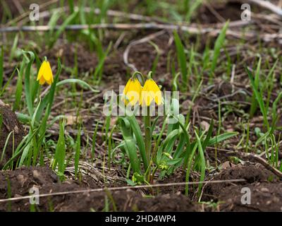 Campana gialla Fritillaria pudica che cresce su una banca stradale accanto alla Bear Tooth All American Highway, Wyoming, USA, giugno 2019 Foto Stock