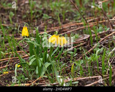 Campana gialla Fritillaria pudica che cresce su una banca stradale accanto alla Bear Tooth All American Highway, Wyoming, USA, giugno 2019 Foto Stock