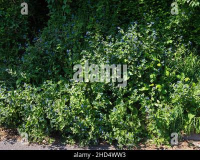 Alcanet verde Pentaglottis sempervirens crescente su una banca stradale, Kingsfield, Ringwood, Hampshire, Inghilterra, Regno Unito, aprile 2020 Foto Stock