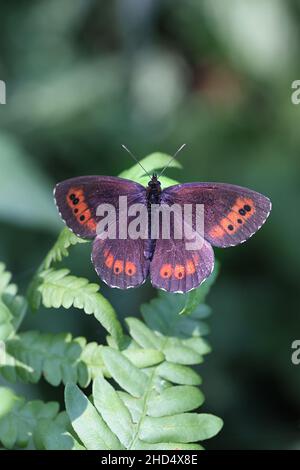 Erebia ligea, comunemente conosciuta come Arran Brown, una farfalla di boccoli dalla Finlandia Foto Stock