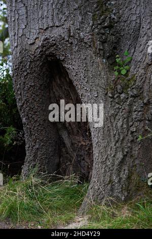 Grande cava che forma alla base di un tronco di albero. Foto Stock
