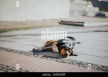 Bello nero e marrone carino cane che è pigro a terra in strada Foto Stock