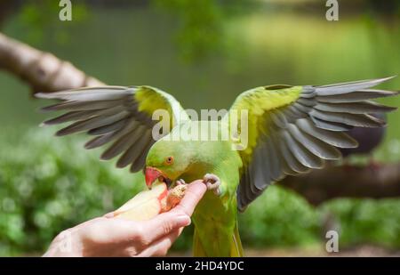 Un turista alimenta le fette di mela a un parakeet verde a collo d'anello in un parco di Londra, 2021 maggio. Foto Stock