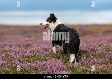 Sheepdog su brughiera coperta di erica, North York Moors National Park, Regno Unito. Foto Stock