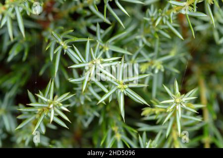 Primo piano stabilimento di Juniperus Communis a Muiden Paesi Bassi 31-8-2021 Foto Stock