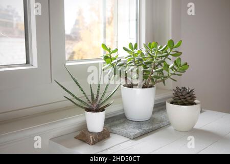 Raccolta succulenta sul tavolo vicino alla finestra. Set di piante in vaso nella stanza luminosa. Disposizione succulenta, stile moderno, houseplants trendy, hom Foto Stock