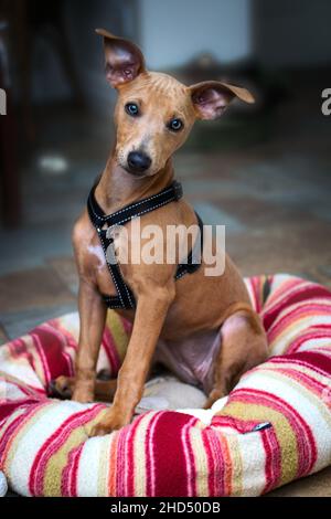 Una razza carina cucciolo croce si siede obbedientemente per la fotografia Foto Stock