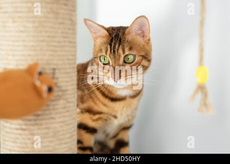 Un divertente gatto della casa e un giocattolo morbido del mouse che si sbucce da dietro un palo di affilatura. Foto Stock