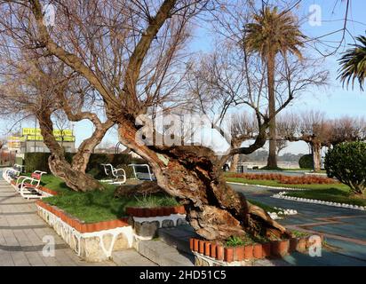 Tamarisk Tamarisk Tamarix chinensis si trova sulla strada di Sardinero Santander Cantabria, Spagna Foto Stock