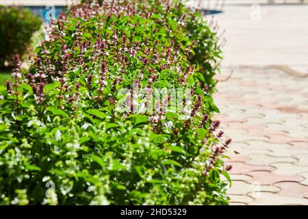 Nel giardino cresce il vulgare origanum (origano). Fiori di origano vulgare, sfondo naturale. Foto Stock