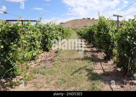 Vista di file di vista di un vigneto a Palisade, Colorado, Stati Uniti d'America contro un cielo nuvoloso Foto Stock