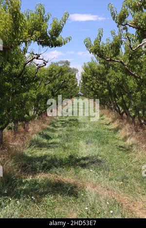 Vista di file di vista di un vigneto a Palisade, Colorado, Stati Uniti d'America contro un cielo nuvoloso Foto Stock