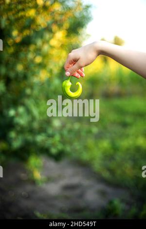 Donna raccoglie i peperoni dal suo Giardino Foto Stock