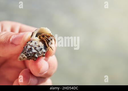 Macro colpo di un piccolo granchio eremita con una conchiglia in mano. Vista ravvicinata Foto Stock