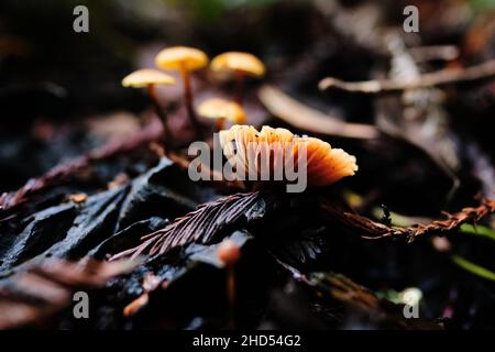 Piccolo fungo arancione che cresce su foglie bagnate Foto Stock