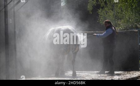 Farmer lavaggio bovini bovini giù dopo essere stato mostrato nel caldo al Great Yorkshire Show, 2021. Harrogate, Regno Unito. Foto Stock