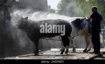 Farmer lavaggio bovini bovini giù dopo essere stato mostrato nel caldo al Great Yorkshire Show, 2021. Harrogate, Regno Unito. Foto Stock