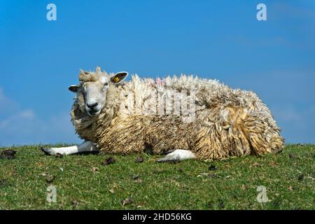 Texel Sheep si trova su Una corona Dyke nella paludi della costa del Mare del Nord, Schleswig-Holstein, Germania Foto Stock