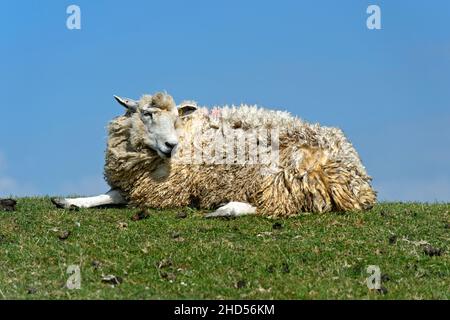 Texel Sheep si trova su Una corona Dyke nella paludi della costa del Mare del Nord, Schleswig-Holstein, Germania Foto Stock