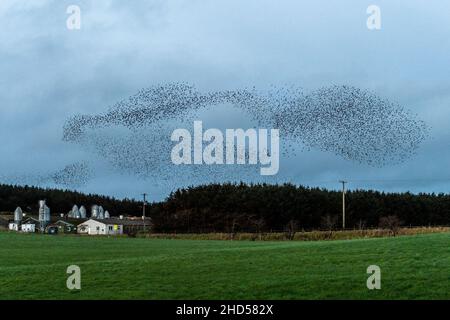 Timoleague, West Cork, Irlanda. 3rd Jan 2022. Migliaia di Starlings eseguono murales su Timoleague questa sera mentre il sole tramonta. Gli stunniti (Sturnidae) eseguono murales per proteggersi da predatori, come Buzzard, e si riuniscono per mantenere il calore e scambiare informazioni, come le buone aree di alimentazione. Credit: AG News/Alamy Live News Foto Stock