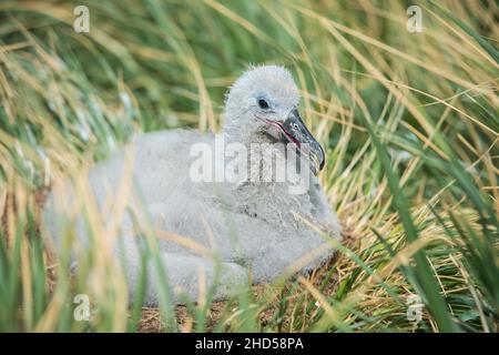 L'Albatross di colore nero (Thalassarche melanophris) pulcino sul nido, Isole Falkland Sud Atlantico, punto ovest isola, arrivando al nido Foto Stock