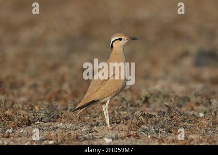 Una volta trovato il courser color crema può essere avvicinato o si avvicinerà al vostro veicolo, possono a volte essere molto frustrante da individuare. Foto Stock