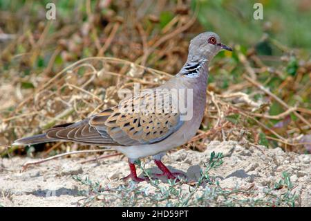 Unione tortora (Streptopelia turtur) Foto Stock