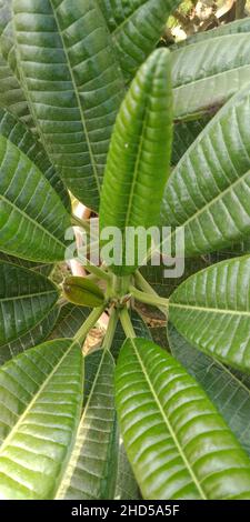 Vista dall'alto di una Pachira Aquatica, conosciuta anche come foglie di alberi di denaro nel parco Foto Stock