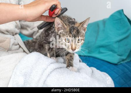 Una mano di una persona irriconoscibile che pettina un gatto Foto Stock