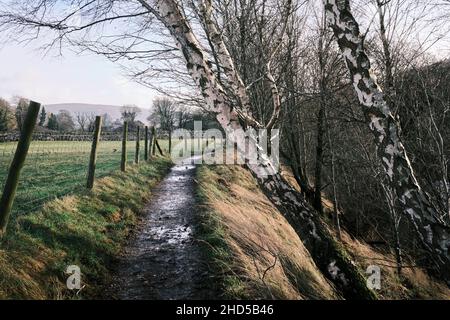 Sentiero attraverso Whafedale, tipica campagna inglese lungo un campo recintato e bosco di betulla d'argento che scende fino al bordo del fiume Foto Stock
