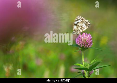 La farfalla bianca marmorizzata seduta sul fiore di trifoglio viola che cresce nel campo in un giorno d'estate. Erba verde sullo sfondo. Spazio di copia. Contrasto Foto Stock