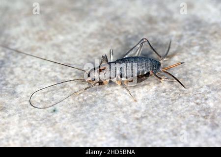 Casa cricket su un pavimento in ceramica. Foto Stock