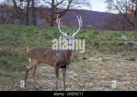 Whitetail cervo buck (Cervidae) con grande cremagliera in campo erboso in un tardo pomeriggio di autunno Foto Stock