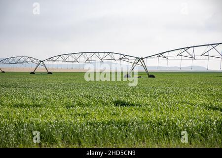 Un sistema di irrigazione a perno che si trova in un campo di colture verdi. Presa nella provincia di Stato libero del Sudafrica Foto Stock