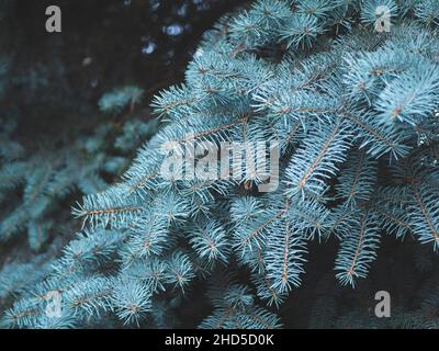 Foglie di ago affilate dell'albero di abete rosso blu, da vicino. Sfondo di abete rosso argento. Albero di conifere, fuoco selettivo Foto Stock