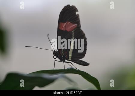 Primo piano di una bella farfalla marrone seduta su foglia verde Foto Stock